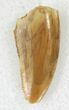 Raptor Tooth From Morocco - #21299-1